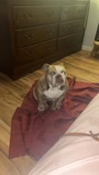 Lost Female Dog last seen Southside, Fort Worth, TX 76104