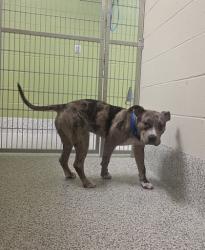 Shelter Stray Male Dog last seen Alex, 22306 - Tavenner Lane + Lockheed Blvd, Fairfax County, VA, 4500 West Ox Rd, Fairfax, VA 22030, USA