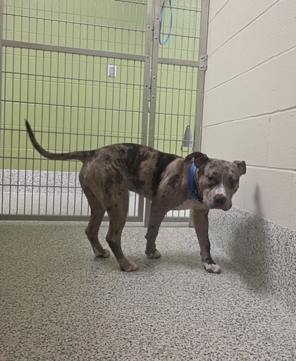 Shelter Stray Male Dog last seen Alex, 22306 - Tavenner Lane + Lockheed Blvd, Fairfax County, VA, 4500 West Ox Rd, Fairfax, VA 22030, USA