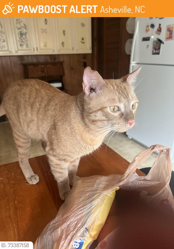 Found/Stray Male Cat last seen Starnes Cove Road 700 block, Asheville, NC 28806