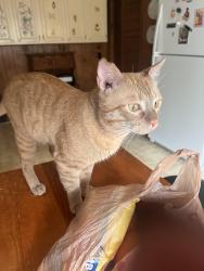Found/Stray Male Cat last seen Starnes Cove Road 700 block, Asheville, NC 28806