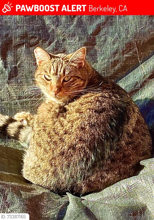 Lost Female Cat last seen Across from North Berkeley Bart on Acton St., Berkeley, CA 94702