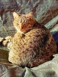 Lost Female Cat last seen Across from North Berkeley Bart on Acton St., Berkeley, CA 94702