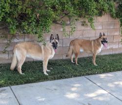Reunited Unknown Dog last seen Pourroy and Auld, French Valley, CA 92596