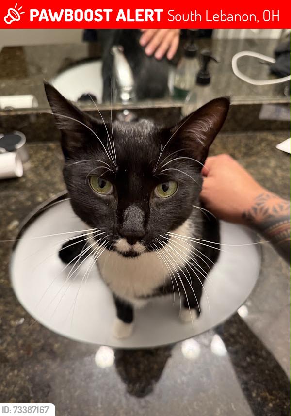 Lost Male Cat last seen Water's bend, South Lebanon, OH 45065