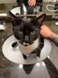 Lost Male Cat last seen Water's bend, South Lebanon, OH 45065