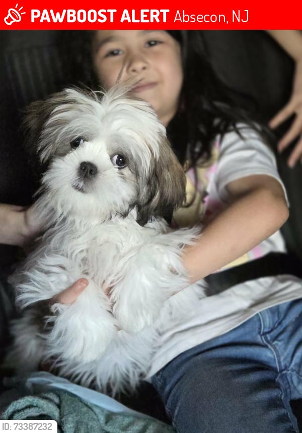 Lost Female Dog last seen Faunts landing Absecon, Absecon, NJ 08201