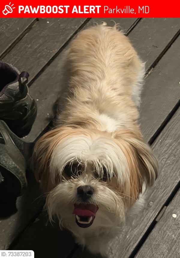 Lost Female Dog last seen E Joppa rd, Parkville, MD 21234