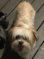 Lost Female Dog last seen E Joppa rd, Parkville, MD 21234