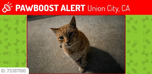 Lost Male Cat last seen Spanish Bay Court and Jean Drive, Union City, CA 94587