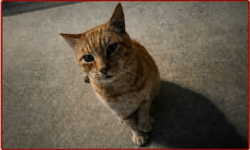 Lost Male Cat last seen Spanish Bay Court and Jean Drive, Union City, CA 94587