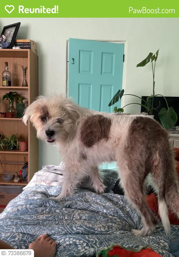 Reunited Female Dog last seen Lincoln Ave and Stanton St, Alameda, CA 94501