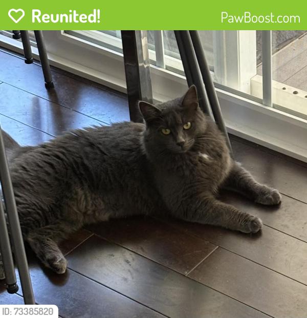 Reunited Female Cat last seen Page Ct. vs Kilkenny Way, Pinole, CA 94564