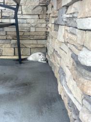 Found/Stray Female Cat last seen By the Corky on Case Road, Riverside County, CA 92585