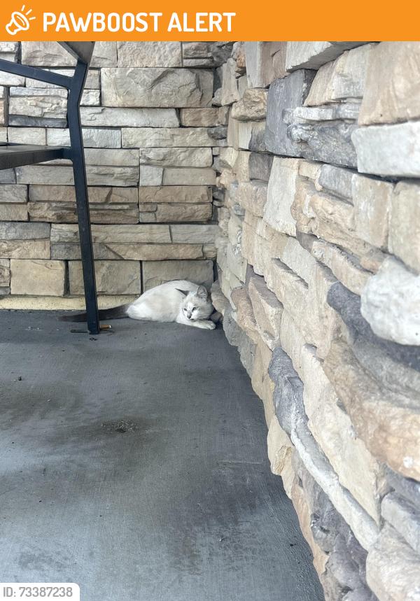 Found/Stray Female Cat last seen By the Corky on Case Road, Riverside County, CA 92585
