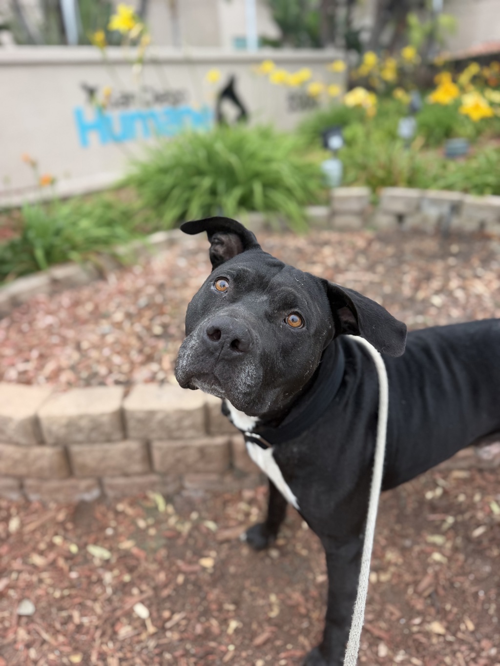 Shelter Stray Male Dog last seen Apt 317,429 W San Ysidro Boulevard, San Diego, CA, 92173, 5500 Gaines St, San Diego, CA 92110, USA