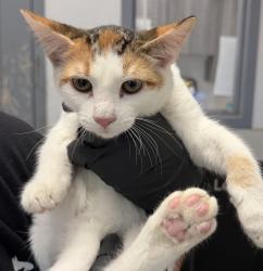 Shelter Stray Female Cat last seen La Jolla Drive, San Diego, CA, 92037, 5500 Gaines St, San Diego, CA 92110, USA