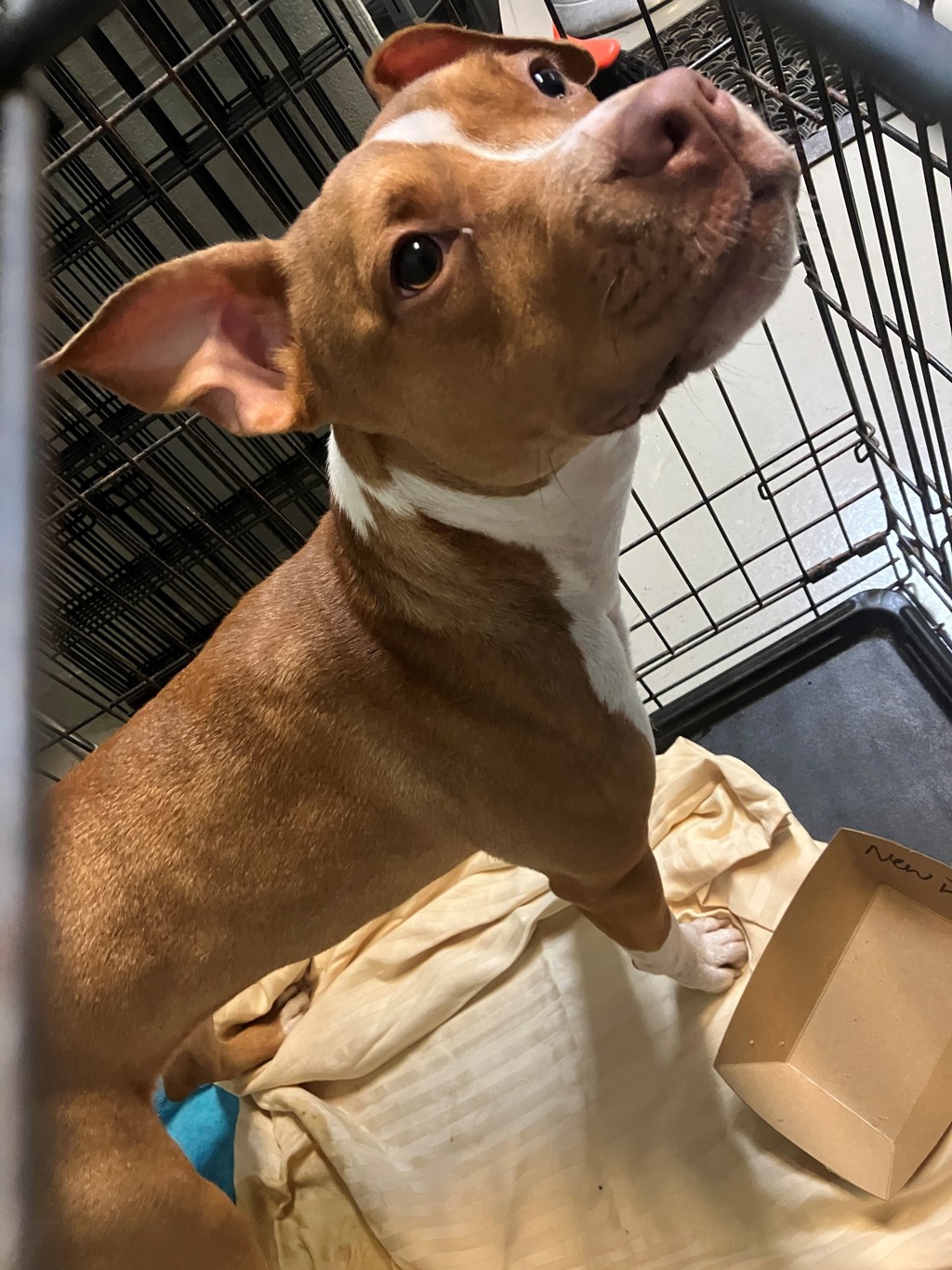 Shelter Stray Female Dog last seen Charlotte Street, BRONX, NY, 10457, 3139 Veterans Rd W, Staten Island, NY 10309, USA