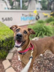 Shelter Stray Female Dog last seen 50th Street, San Diego, CA, 92102, 5500 Gaines St, San Diego, CA 92110, USA