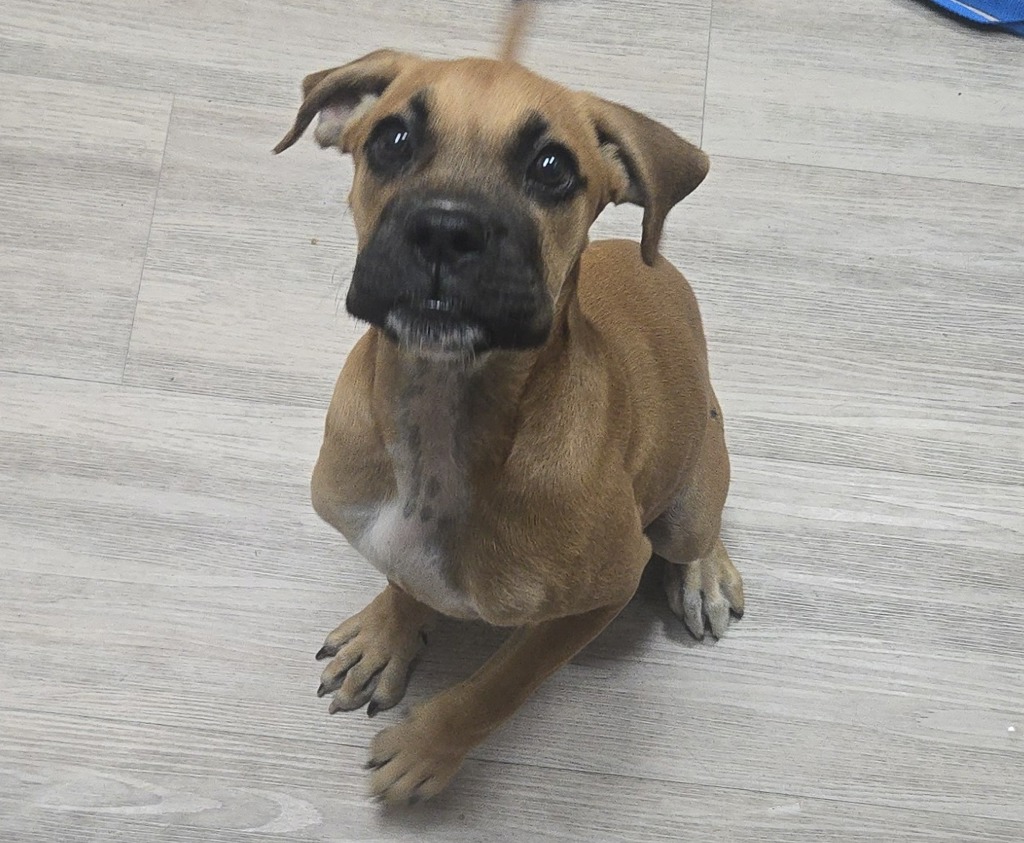 Shelter Stray Female Dog last seen Near Mission Avenue, Oceanside, CA, 92054, Oceanside, CA 92058, USA