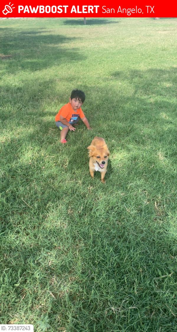 Lost Male Dog last seen Armstrong st., San Angelo, TX 76903