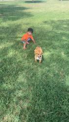 Lost Male Dog last seen Armstrong st., San Angelo, TX 76903