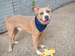 Shelter Stray Male Dog last seen NEW YORK, NY, 10029, 326 E 110th St, New York, NY 10029, USA
