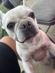 Reunited Female Dog last seen Vinton and Orange Grove, Pomona, CA 91767