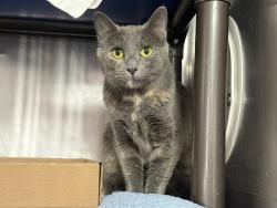 Shelter Stray Female Cat last seen NEW YORK, NY, 10029, 326 E 110th St, New York, NY 10029, USA