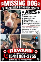 Lost Male Dog last seen Se 122nd, Portland, OR 97236