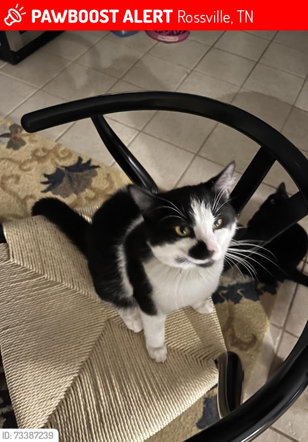 Lost Male Cat last seen Crystal springs road, Rossville, TN 38066