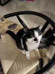 Lost Male Cat last seen Crystal springs road, Rossville, TN 38066