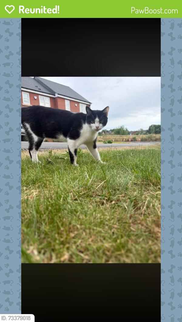 Reunited Male Cat last seen Alfreton, Derbyshire, England 