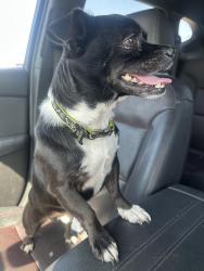 Reunited Unknown Dog last seen Trails of fossil creek, Fort Worth, TX 76102