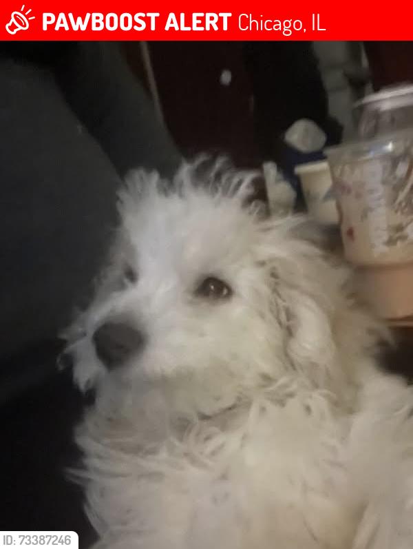 Lost Male Dog last seen Near S Wood St Chicago, IL 60609 United States, Chicago, IL 60609