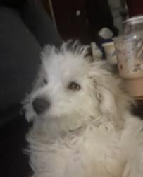Lost Male Dog last seen Near S Wood St Chicago, IL 60609 United States, Chicago, IL 60609