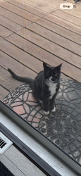 Lost Unknown Cat last seen 24th and Jay Street, Edgewater, CO 80214