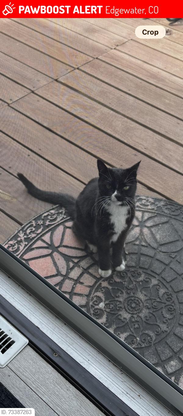 Lost Unknown Cat last seen 24th and Jay Street, Edgewater, CO 80214