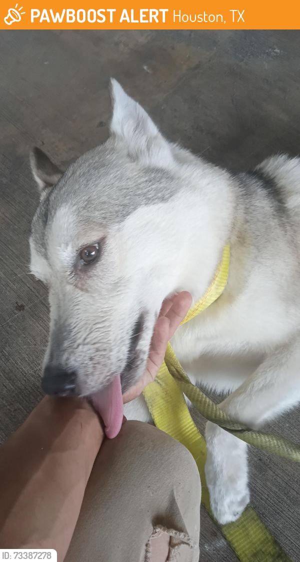 Found/Stray Male Dog last seen Near Westheimer rd, Houston, TX 77082