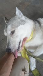 Found/Stray Male Dog last seen Near Westheimer rd, Houston, TX 77082