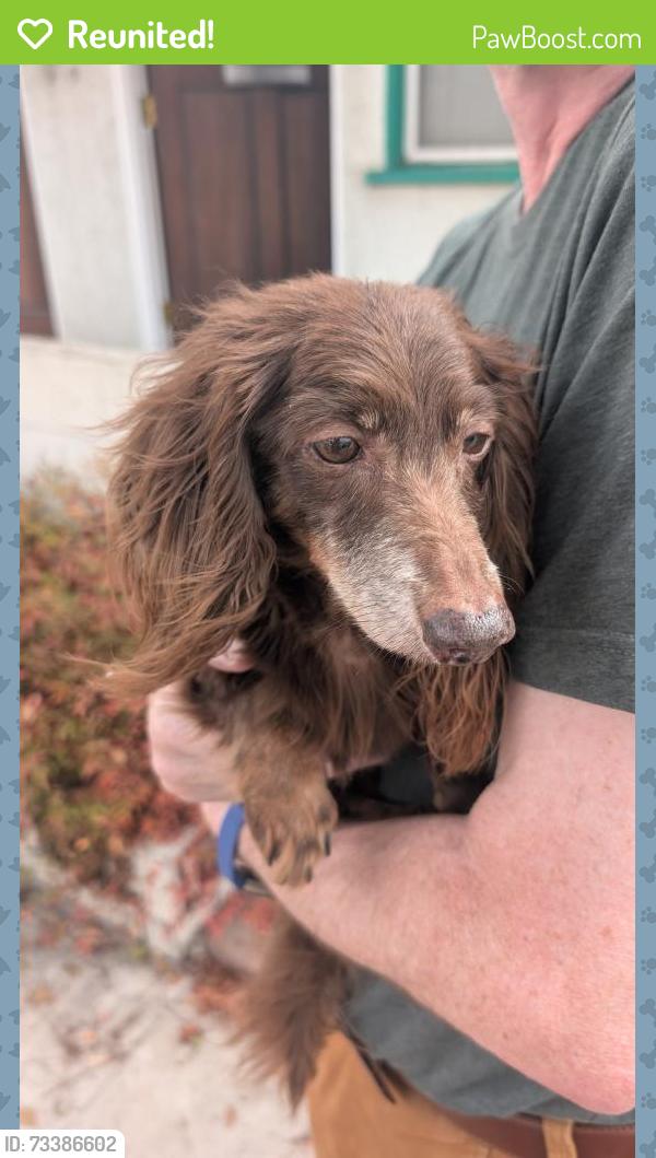 Reunited Unknown Dog last seen 10th & Loma, Long Beach, CA 90804