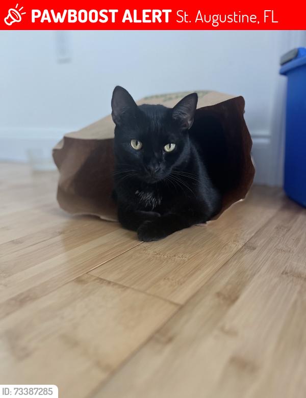 Lost Male Cat last seen St.augustine lighthouse, St. Augustine, FL 32080