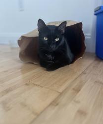 Lost Male Cat last seen St.augustine lighthouse, St. Augustine, FL 32080