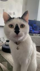 Lost Male Cat last seen Greenslate Community Farm, Billinge, England WN5 7BN