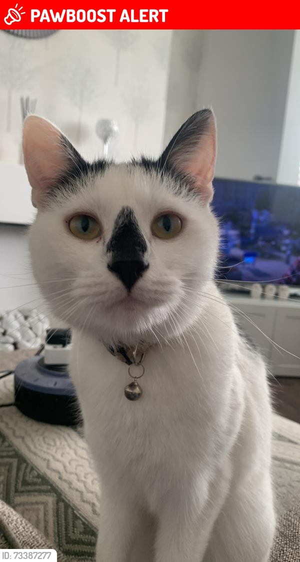Lost Male Cat last seen Greenslate Community Farm, Billinge, England WN5 7BN