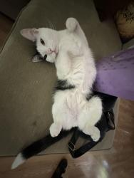 Lost Male Cat last seen 17th and Hale Dr, Gresham, OR 97080