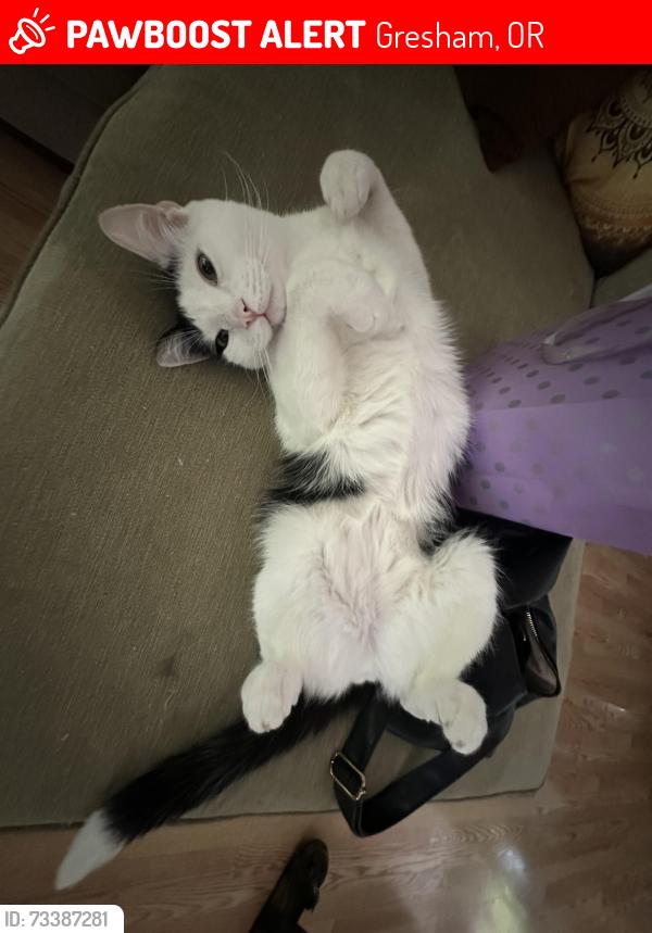 Lost Male Cat last seen 17th and Hale Dr, Gresham, OR 97080