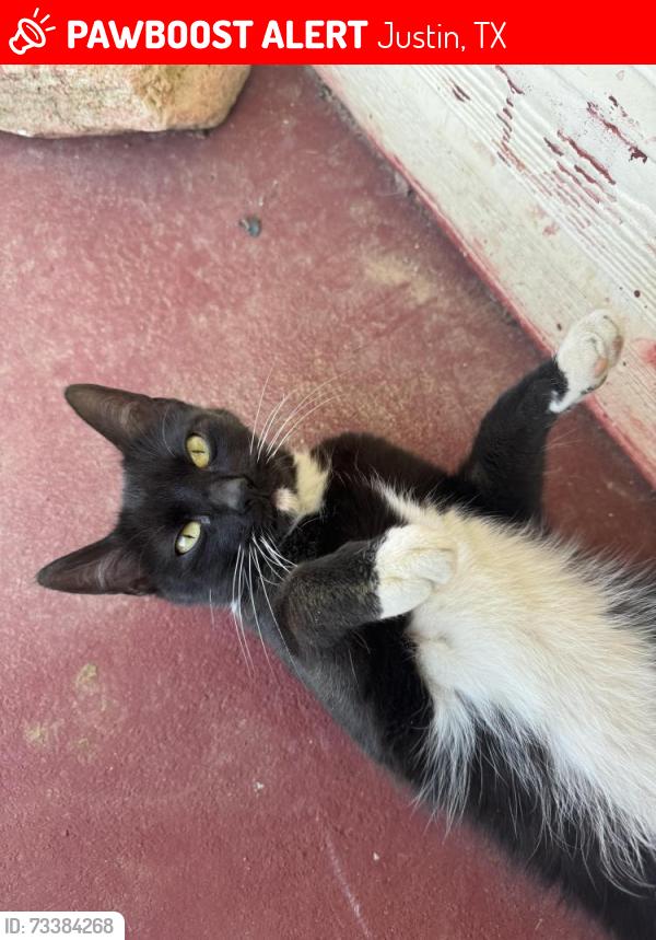 Lost Female Cat last seen florance rd, Justin, TX 76247