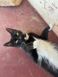 Lost Female Cat last seen florance rd, Justin, TX 76247