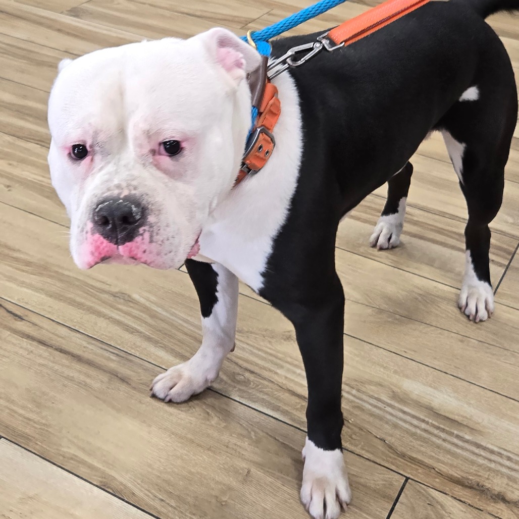 Shelter Stray Male Dog last seen , 124 Evergreen Ave, Newark, NJ 07114, USA